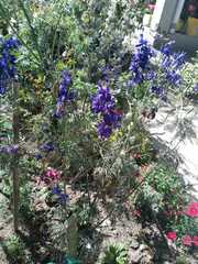Delphinium variegatum