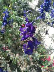 Delphinium variegatum
