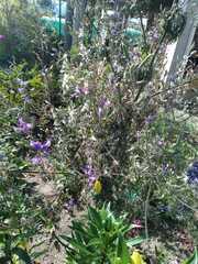 Jacaranda mimosifolia