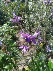 Jacaranda mimosifolia