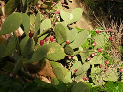Opuntia anahuacensis