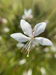 Oenothera lindheimeri