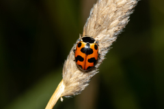 Hippodamia septemmaculata