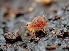 Dicyrtomina
