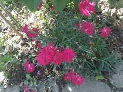 Lampranthus spectabilis