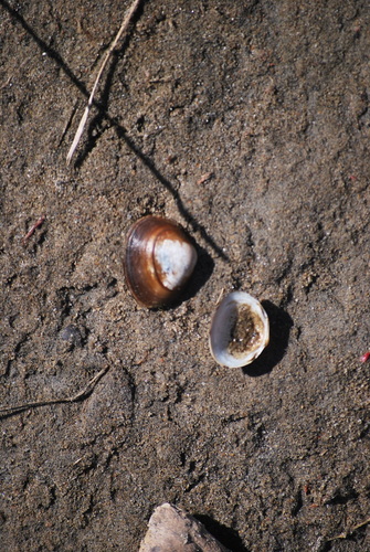 Grooved Fingernailclam