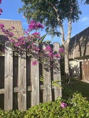 Bougainvillea