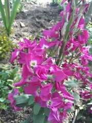 Matthiola incana