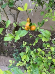Malpighia glabra