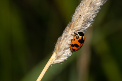 Hippodamia septemmaculata