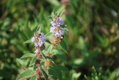 Bombyliidae