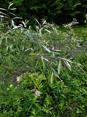 Salix petiolaris