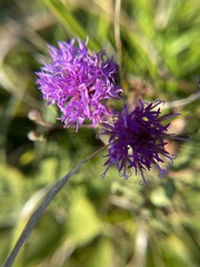 Vernonia texana