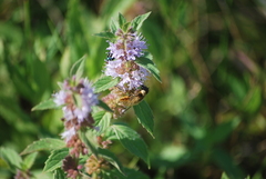 Bombyliidae