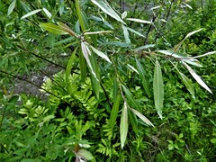 Salix petiolaris