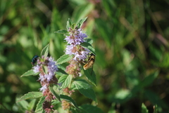 Bombyliidae