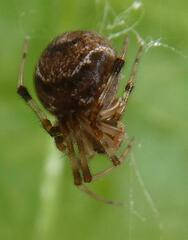 Parasteatoda tepidariorum