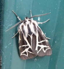 Apantesis williamsii