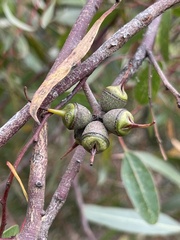 Eucalyptus cornuta
