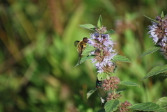 Bombyliidae