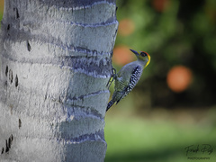 Melanerpes chrysogenys