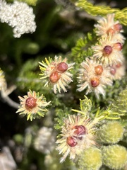 Phylica nigromontana