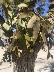 Juglans major