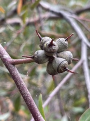 Eucalyptus cornuta
