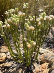 Phylica nigromontana