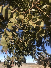 Juglans major