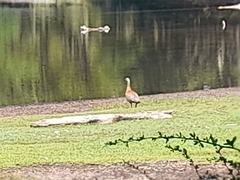 Chloephaga poliocephala