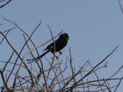 Lanius melanoleucus