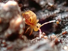 Dicyrtomina