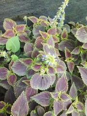 Strobilanthes auriculata