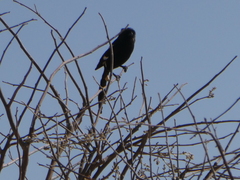 Lanius melanoleucus