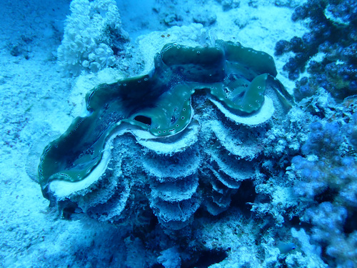 Fluted Giant Clam (Tridacna squamosa)