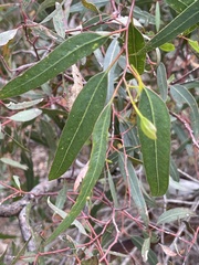Eucalyptus cornuta