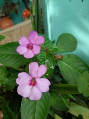 Impatiens flaccida