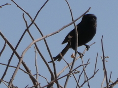 Lanius melanoleucus