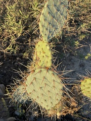 Opuntia phaeacantha