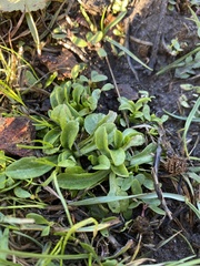 Bellis perennis