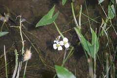 Sagittaria