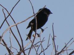 Lanius melanoleucus