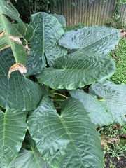 Alocasia macrorrhizos