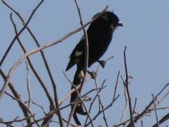 Lanius melanoleucus