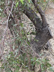 Eucalyptus cornuta
