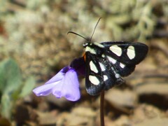 Alypia octomaculata