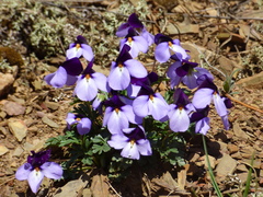 Viola pedata