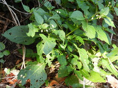 Solanum nigrum