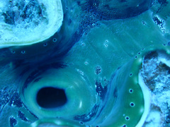 Tridacna squamosa
